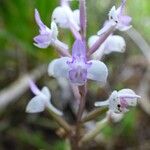 Cynorkis ridleyi Flower