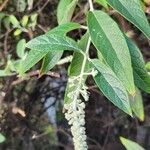 Buddleja madagascariensis Kwiat