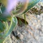 Campanula barbata Folha