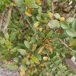 Vaccinium floribundum Leaf