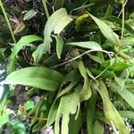 Gomesa bifolia Hoja