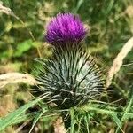 Cirsium vulgareফুল