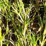 Minuartia laricifolia Leaf