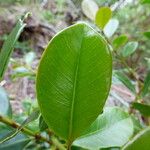 Psidium cattleianum List