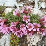 Saponaria pumila Flower