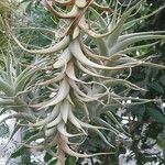 Tillandsia albida Leaf