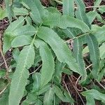 Dryopteris sieboldii Leaf