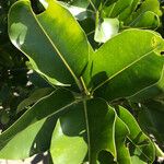 Calophyllum inophyllum Leaf