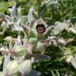 Nonea vesicaria Flor