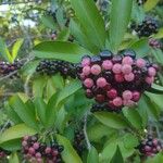 Ardisia elliptica Hedelmä