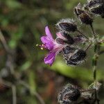 Mirabilis melanotricha Flower
