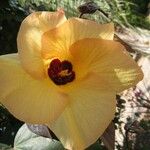 Hibiscus tiliaceus 花