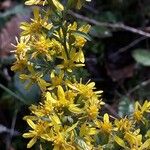 Solidago virgaureaЦвят