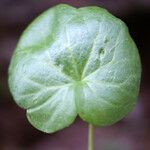Cardamine asarifolia Likasa