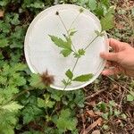 Geum laciniatum Feuille