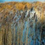 Phragmites australis Habit