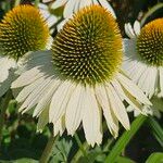 Echinacea pallida Virág