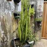 Euphorbia trigona Hoja