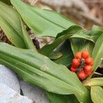 Rohdea japonica Fruit
