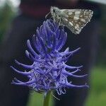 Phyteuma betonicifolium Flor
