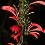 Razisea spicata फूल