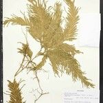 Selaginella parkeri Hoja