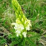 Pedicularis comosa Flower