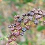 Ceanothus arboreus Fruto