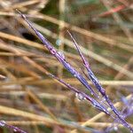 Festuca asplundii