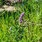 Trichostema lanatum Hoja