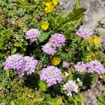 Iberis carnosa Flor