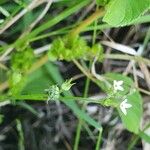 Oldenlandia lancifolia Hábito
