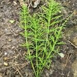 Equisetum pratense Лист