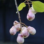 Syzygium guineense Fruto