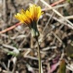 Sonchus bulbosus Fula