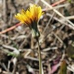 Sonchus bulbosus Blomst