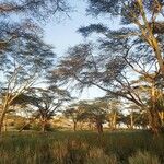 Vachellia xanthophloea Hábito