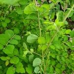 Symphoricarpos mollisList