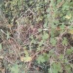 Ribes montigenum ഇല