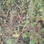 Ribes montigenum Hostoa