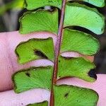 Lindsaea stricta Vrucht