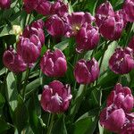 Tulipa lortetii 形态