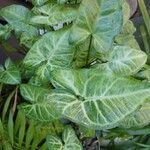 Syngonium podophyllumHostoa