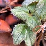 Fragaria chiloensis Листок