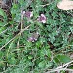 Thymus serpyllum叶