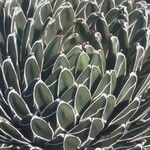 Agave victoriae-reginae List