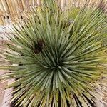 Agave stricta ഇല