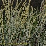 Atriplex glauca Облик