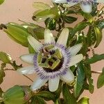 Passiflora caerulea花