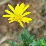 Euryops chrysanthemoides Květ